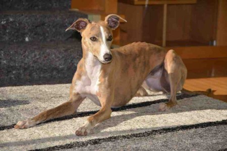 Mistrovství ČR 280m (6.8.2016, Kolín) 